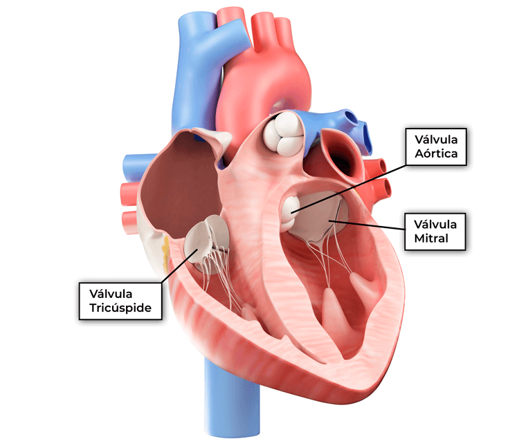Valvulas del corazon